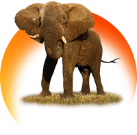 BOTSWANA (Elefante) Experience 400 A